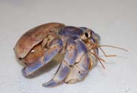 ヤドカリセット