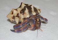 ヤドカリセット